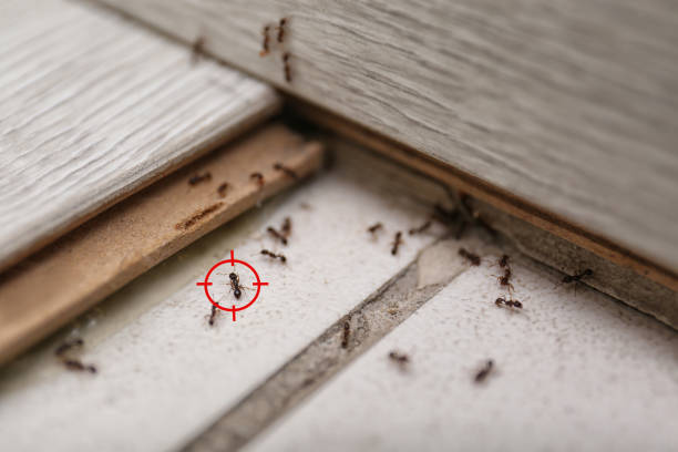 Best Exterminator Services  in Hesston, KS